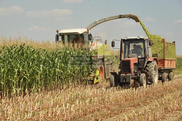 С по-висок от миналогодишния среден добив завърши прибирането на царевицата в Силистренско 