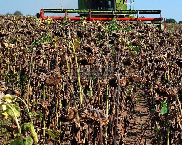 Земеделските стопани прибират по 265 килограма слънчоглед от декар край Балчик