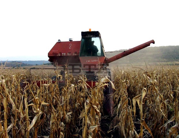 В Добричкия регион започнаприбирането на царевицатапри среден добив 518 килограма