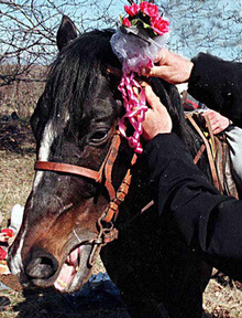 За Тодоровден в гр. Левски ще има конни надбягвания и конкурс за най-красив кон