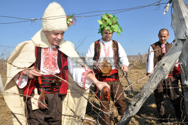Според лозарите в Ловешко се очаква по-добра реколта от грозде от миналогодишната Според лозарите в Ловешко се очаква по-добра реколта от грозде от миналогодишната