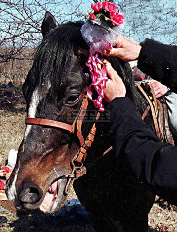 За Тодоровден в гр. Левски ще има конни надбягвания и конкурс за най-красив кон За Тодоровден в гр. Левски ще има конни надбягвания и конкурс за най-красив кон