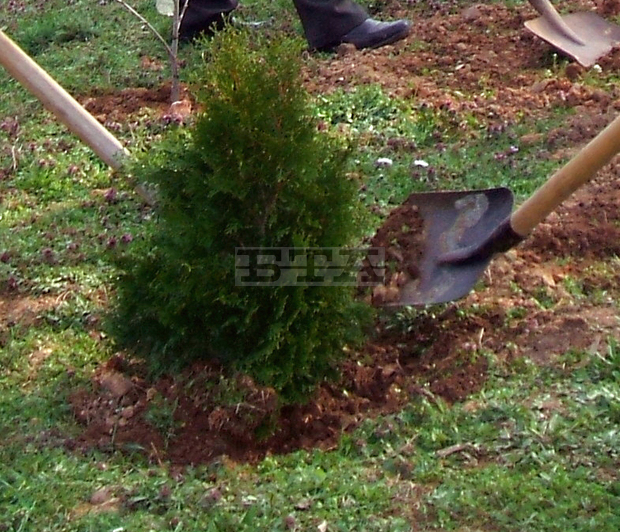 Кметът и общински служители засадиха 80 дръвчета в Берковица Кметът и общински служители засадиха 80 дръвчета в Берковица