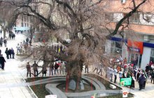 Година след избирането на Стария бряст за европейско дърво на 2014 г. община Сливен организира нови инициативи за популяризирането му