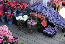 НАП глоби 15 продавачи на цветя  в Бургаско