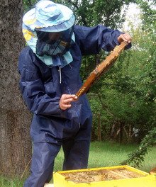 Добивът на пчелен медв Добричкия регион е значителнопо-слаб от обичайното заради лошото време