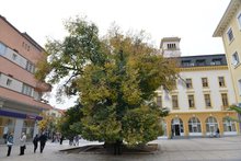 Кметът на Сливен ще предложи за обществено обсъждане проект за оформяне на пространството край Стария бряст