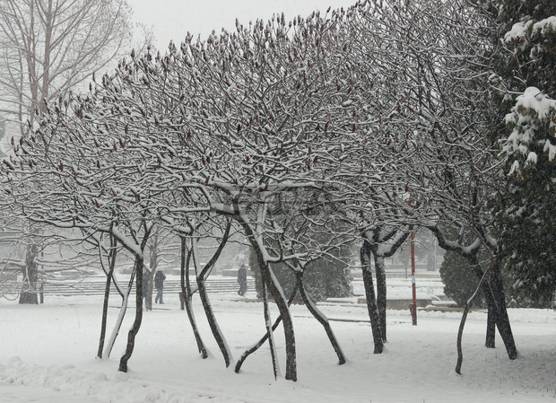 Около 50 селища от Монтанско са без ток заради скъсани от мокрия сняг проводници