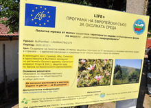 Единственото в България находище  на осилест здравец се намира в землището  на село Сушица във Влахина планина