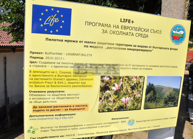 Единственото в България находище на осилест здравец се намира в землището на село Сушица във Влахина планина Единственото в България находище на осилест здравец се намира в землището на село Сушица във Влахина планина