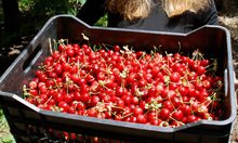 От шуменската полиция предприематпревантивни мерки за опазване населскостопанската продукция 