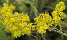 Билков чай за Еньовден ще се предлага тази вечер в Силистра