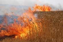200 дка с пшеница изгоряха край Дуранкулак при пожар от късо съединение в далекопровод 