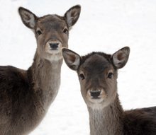 Увеличава се с близо 400 хил. лв. стойността на обществената поръчка за обновяване на пловдивския зоопарк