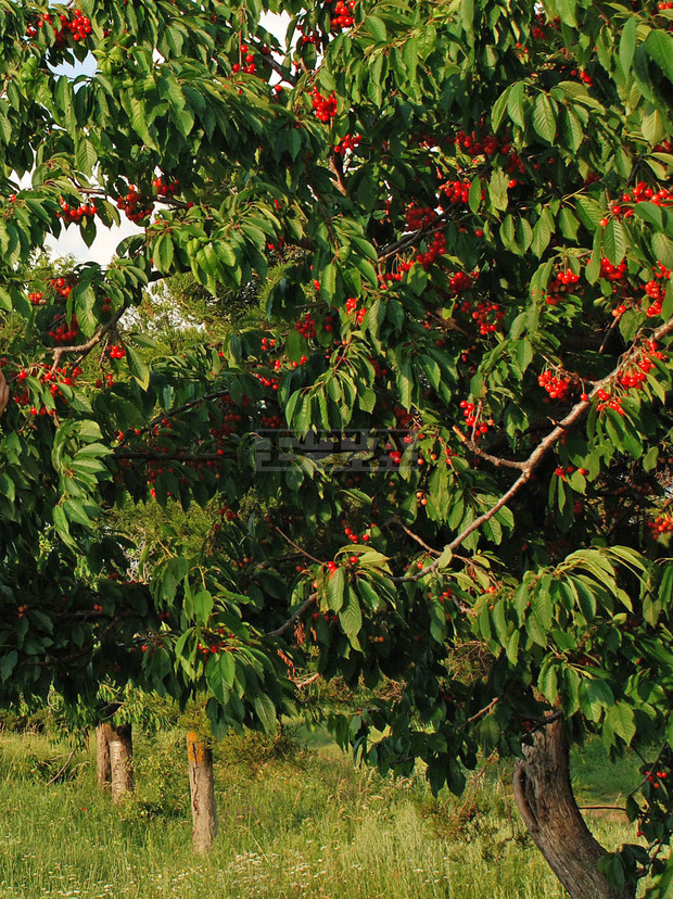 На среща на кметовете на селата в Кюстендилска община са били уточнени местата за разкриване на изкупвателни пунктове за череши