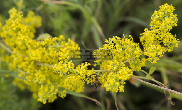 Дни преди Еньовден в габровското село Кметовци ще бъде открит първият у нас музей на билкарското изкуство 
