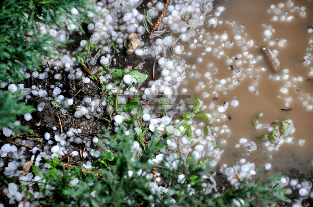 Градушка унищожи зърнени култури в шуменското село Дибич  