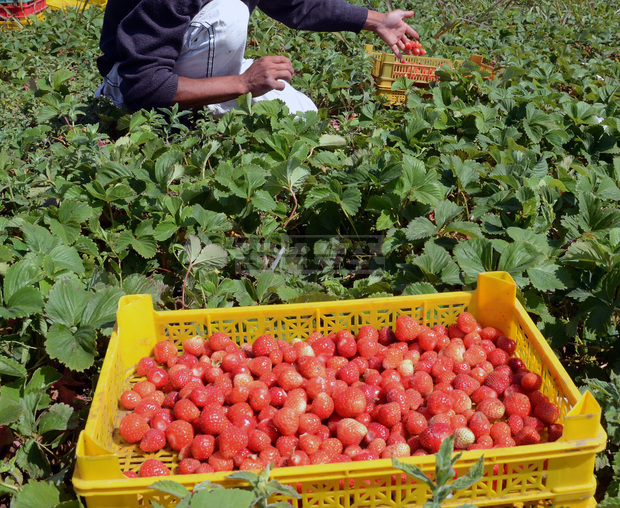 Производителите в Търговищка област отчитат по-слаба реколта от ягоди