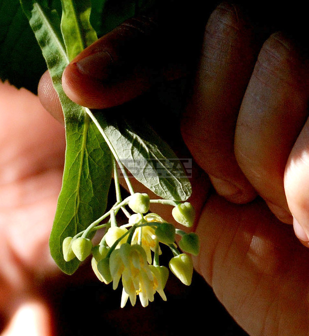 Кметът на Сливен забрани брането на липов цвят от общинските озеленени площи