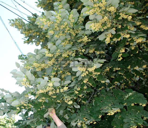 Кметът на Община Дупница Методи Чимев издаде заповед, с която  забранява брането на липов цвят и  увреждането на декоративна растителност