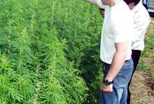 Нива с канабис са открили  полицаи при акция в землището  на петричкото село Долна Крушица