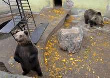 Започна разширяването на клетката на мечките в благоевградския зоопарк