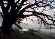 Сто четирийсет и петата годишнина от създаването на Дунавския парк на Силистра ще бъде отбелязана днес