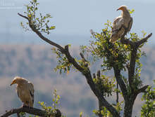 Eгипетски лешояди се появиха отново в Кресненския пролом