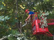 За по-добро електроснабдяване са почистени просеки в община Антоново