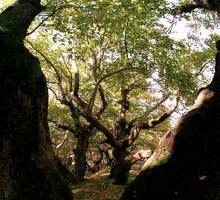 Лесовъдите от Югозападното държавно предприятие обменят опит и се запознават с добрите практики и нови системи в стопанисване на горите 