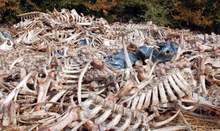 В Стралджа започва изграждането на пункт за управление на животински отпадъци