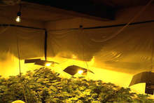 Сливенски полицаи са разкрили лаборатория за отглеждане на канабис