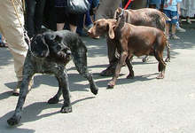 Ловни и риболовни сдружения от страната са заявили участие във втория Северозападен ловен събор в Чупрене