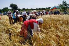 Започна жътвата  на ечемика  в община Тунджа 