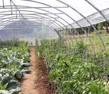 Стопани сами пазят  оранжерии  от крадци