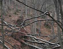 Повече от 400 000 куб. метра е падналата дървесина след тежките снегове през март в Източните Родопи