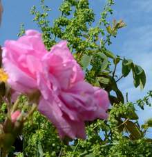 Туристи от Китай, Тайланд, Холандия и Япония гостуват на Празника на розата в Карлово