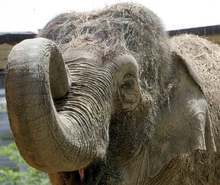 "Детска арт фолклорна панорама София 2015" ще се състои днес и утре в Зоопарка