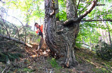 Ученици от Професионалната лесотехническа гимназия "Никола Вапцаров" в Банско приключиха успешно участието си в проект за работа в реална среда