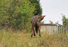Седеммесечното вълче от благоевградския зоопарк все още не е прибрано в клетката 