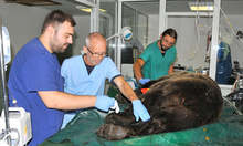 Специалисти отново се погрижиха за здравето на мечките в парка край Белица