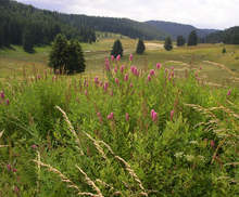 Празник на билките, планината и туризма организират в Троянско