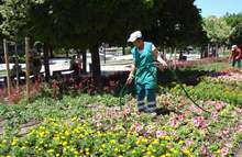 Над 13 хиляди летни цветя засадиха на обновения централен площад "Възраждане" в Плевен      