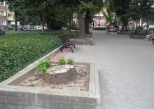 Две големи дървета са отсечени днес в Градската градина в Свищов 
