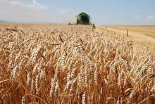 В Добричкия регион заради сушата жътвата на пшеницата може да започне по-рано, смята директорът на Добруджанския земеделски институт 