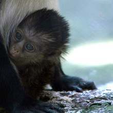 В зоопарка във Варна се роди бебе маймунка