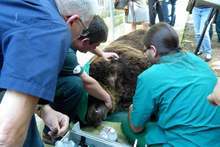 Екип на фондация "Четири лапи" взе двете мечки от зоокъта в лесопарка "Липник" край Русе