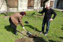 В Русе бе засадено  "дърво на  статистиката"