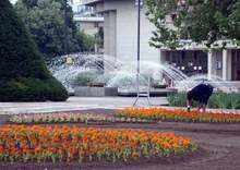 Общината в Русе ще засажда нови цветя  в градските  градини 