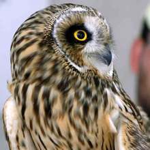 Спасени са две сови  в Перник